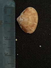 Tivela