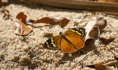 Aterica rabena