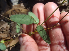 Desmodium retinens
