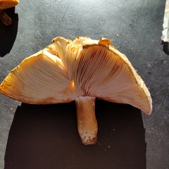 Tricholoma subsejunctum