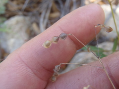 Desmodium retinens