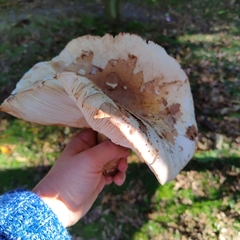 Tricholoma subsejunctum