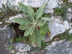 Verbascum sinuatum