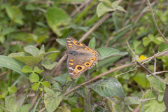 Junonia villida