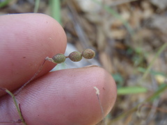 Desmodium retinens