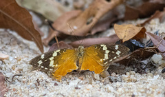 Aterica rabena