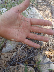 Desmodium retinens