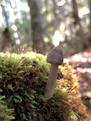 Entoloma strictius