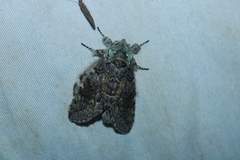 Macrurocampa marthesia