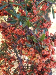 Pyracantha angustifolia