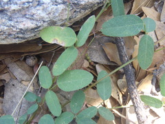 Desmodium retinens