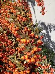 Pyracantha angustifolia