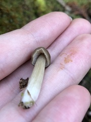 Entoloma strictius