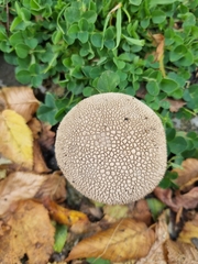 Lycoperdon
