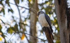 Accipiter francesiae