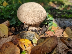 Lycoperdon