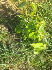 Ampelopsis cordata