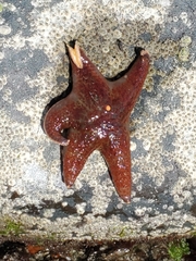 Dermasterias imbricata