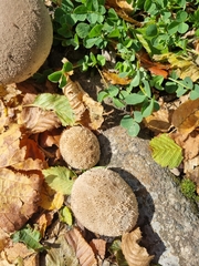 Lycoperdon