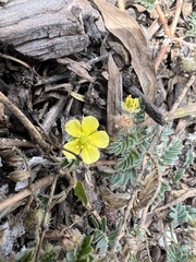 Tribulus