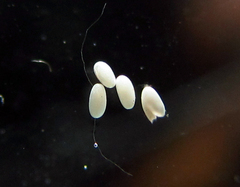Quichuana pogonosa