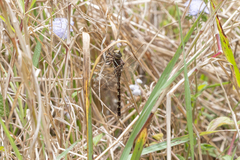 Adversaeschna brevistyla