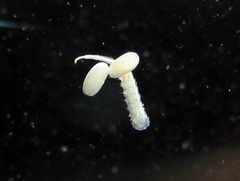 Quichuana pogonosa