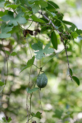 Diplocyclos palmatus