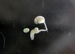 Quichuana pogonosa