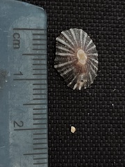 Patellogastropoda