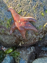 Dermasterias imbricata