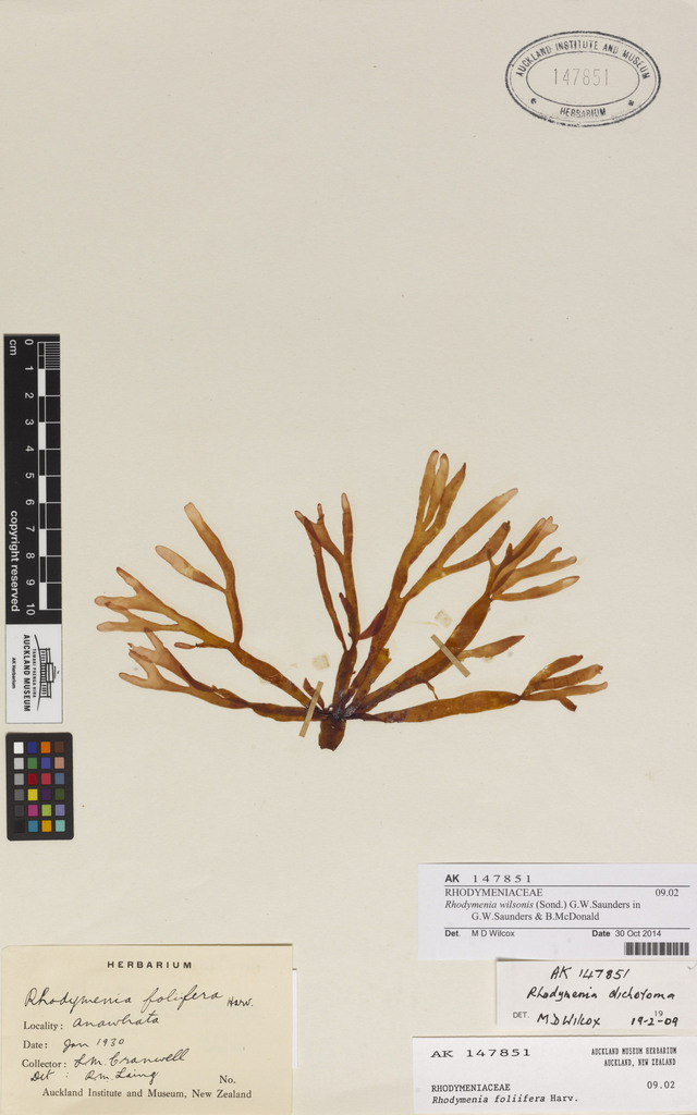 Gracilaria truncata