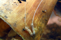 Quichuana pogonosa