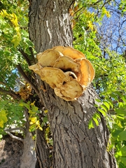 Laetiporus gilbertsonii