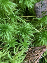 Sphagnum squarrosum