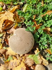 Lycoperdon
