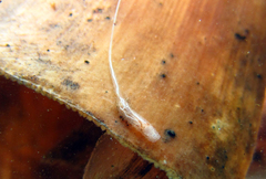 Quichuana pogonosa