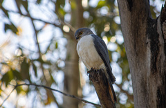 Accipiter francesiae