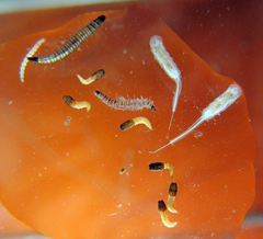 Quichuana pogonosa