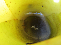 Quichuana pogonosa