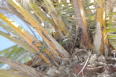 Myiopsitta monachus