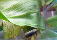 Quichuana pogonosa