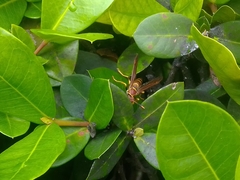 Polistes