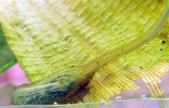 Quichuana pogonosa