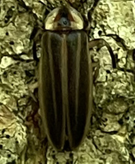 Photuris