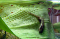 Quichuana pogonosa