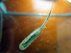 Quichuana pogonosa