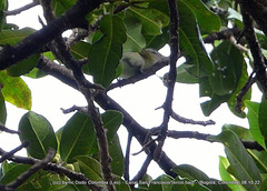 Vireo olivaceus