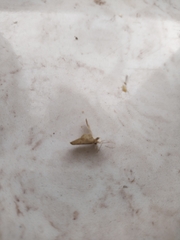 Isturgia arenacearia