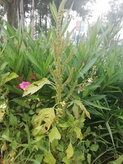 Amaranthus